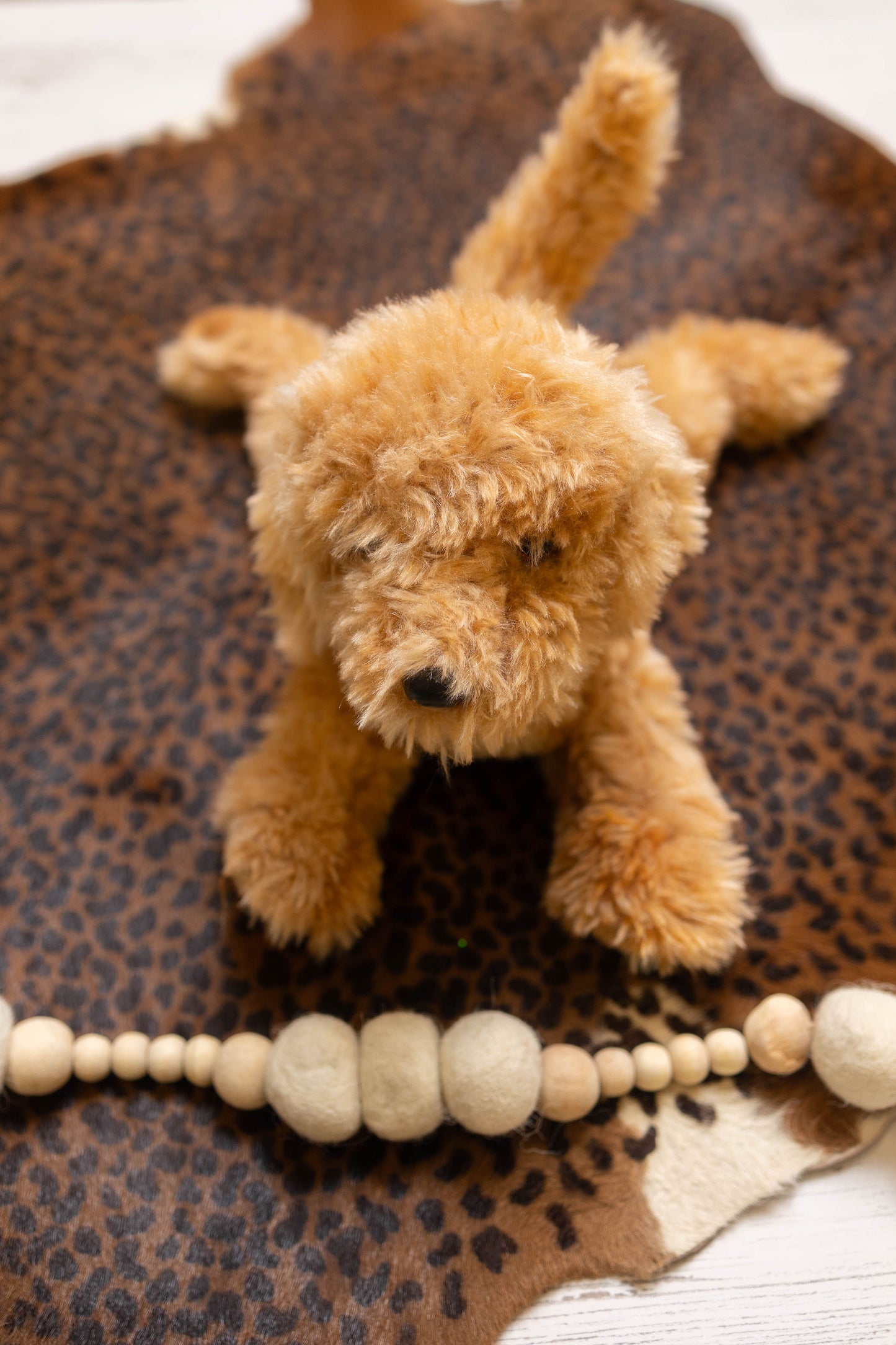 animal laying flat