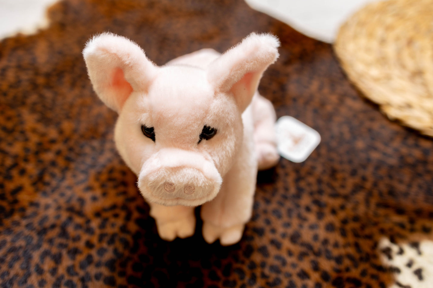 front view of pig